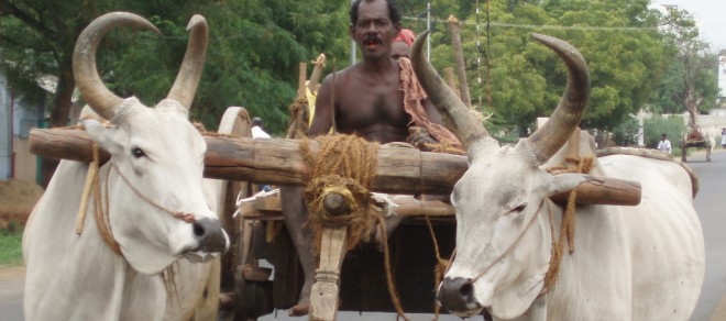 Indian man on a bollock cart 
