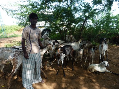 Udaiyar is a farmer in Tamil Nadu and he has 18 goats which are immunised by the charity Social Change and Development 