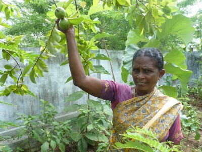 Lila Prema shows us white Guava that she is growing in her kitchen garden with seeds that were given to her by Social Change and Development Charity 