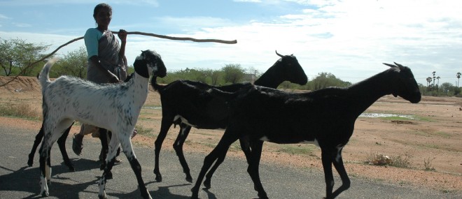 A woman walks her goats in Tuticorin