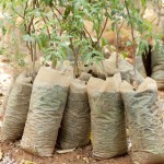 Saplings from the nursery ready to be planted 