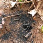 Biochar around a banana plant