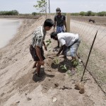 We plant trees next to Ooranies